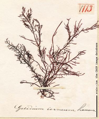 Gelidium corneum 113.jpg